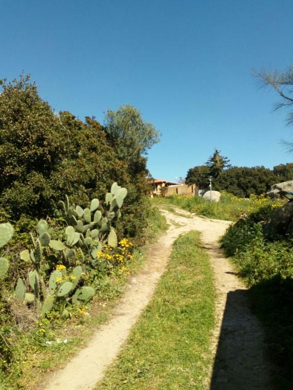 Гостьовий будинок Eucaliptus Farm Retreat Санта-Тереза-Галлура Екстер'єр фото